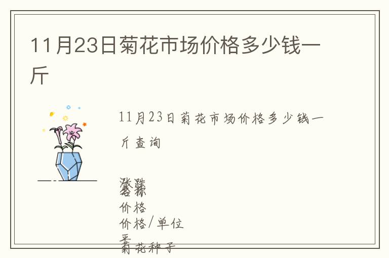 11月23日菊花市場價格多少錢一斤